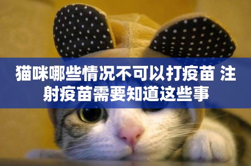 貓咪哪些情況不可以打疫苗 注射疫苗需要知道這些事