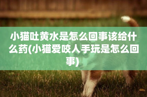 小貓吐黃水是怎么回事該給什么藥(小貓愛咬人手玩是怎么回事) 
