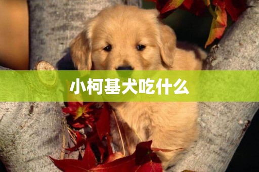 小柯基犬吃什么