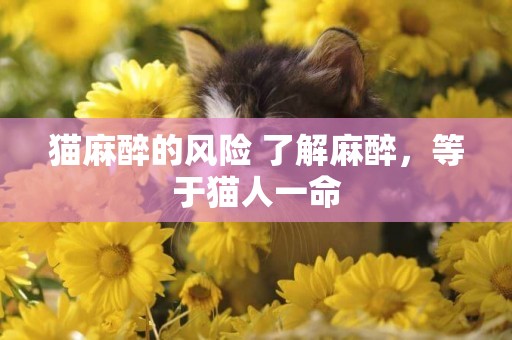 貓麻醉的風險 了解麻醉，等于貓人一命