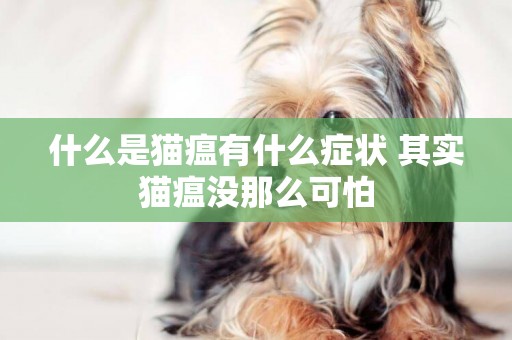 什么是貓瘟有什么癥狀 其實貓瘟沒那么可怕