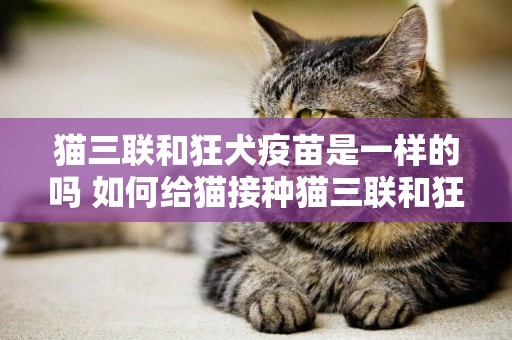 貓三聯和狂犬疫苗是一樣的嗎 如何給貓接種貓三聯和狂犬疫