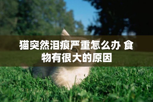 貓突然淚痕嚴重怎么辦 食物有很大的原因