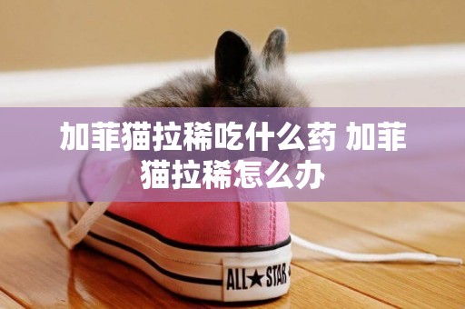 加菲貓拉稀吃什么藥 加菲貓拉稀怎么辦