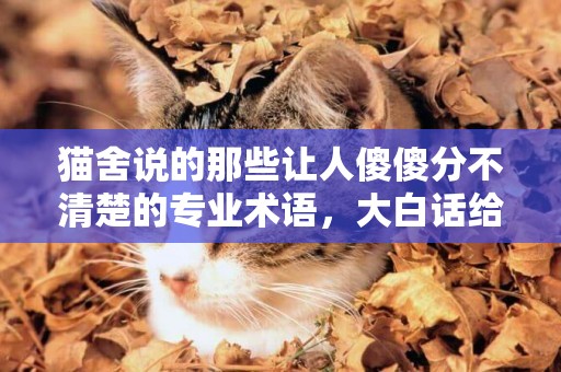 貓舍說的那些讓人傻傻分不清楚的專業術語，大白話給你翻譯好了 