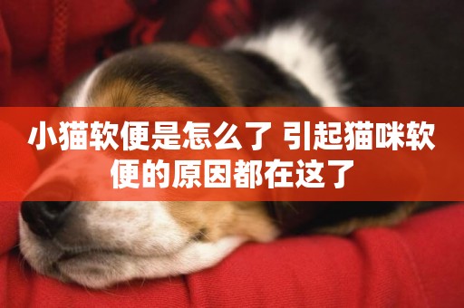 小貓軟便是怎么了 引起貓咪軟便的原因都在這了 小貓軟便是怎么了 引起貓咪軟便的原因都在這了
