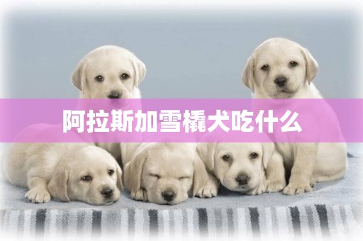 阿拉斯加雪橇犬吃什么