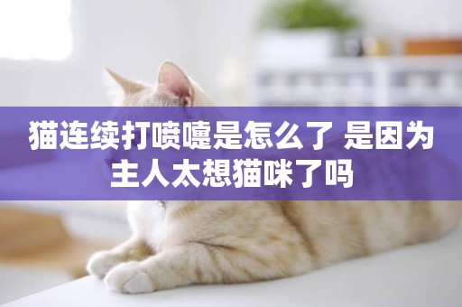 貓連續打噴嚏是怎么了 是因為主人太想貓咪了嗎