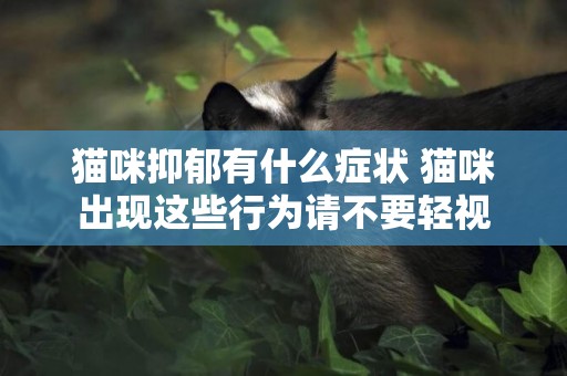 貓咪抑郁有什么癥狀 貓咪出現這些行為請不要輕視