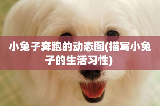 小兔子奔跑的動態圖(描寫小兔子的生活習性) 