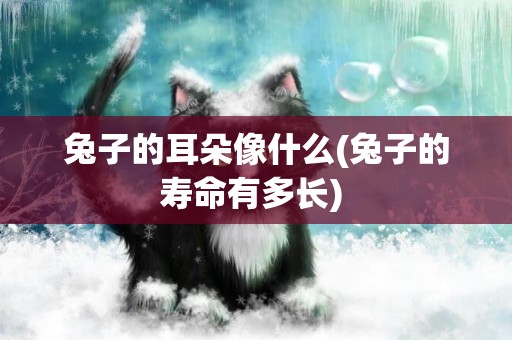 兔子的耳朵像什么(兔子的壽命有多長) 