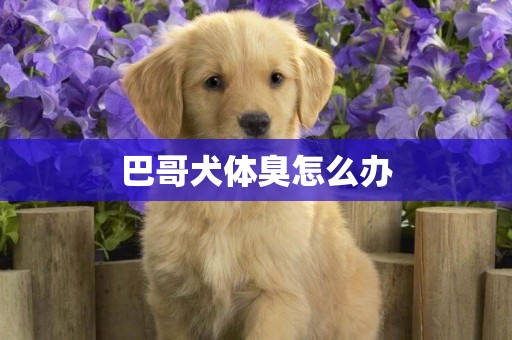 巴哥犬體臭怎么辦