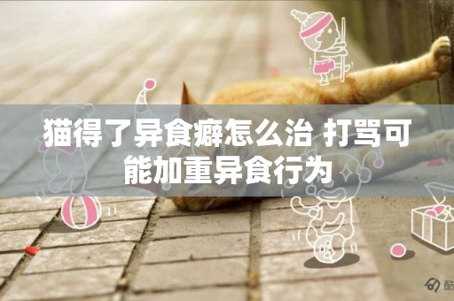 貓得了異食癖怎么治 打罵可能加重異食行為