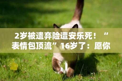 2歲被遺棄險遭安樂死！“表情包頂流”16歲了：愿你一直幸福下去 