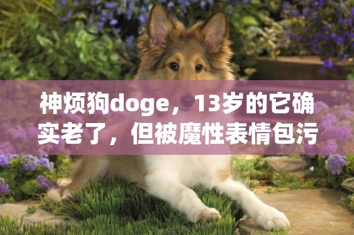 神煩狗doge，13歲的它確實老了，但被魔性表情包污染的日子可沒忘 