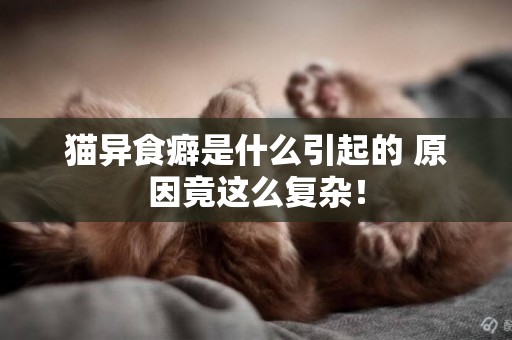 貓異食癖是什么引起的 原因竟這么復雜！