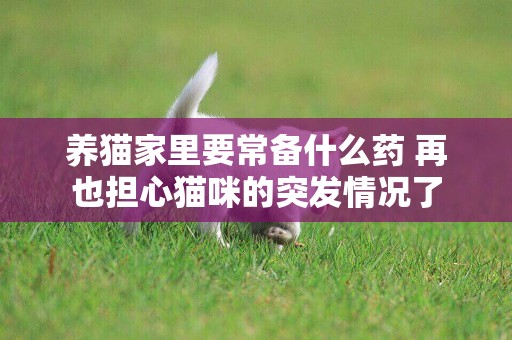 養貓家里要常備什么藥 再也擔心貓咪的突發情況了
