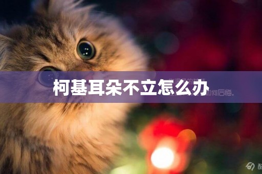 柯基耳朵不立怎么辦