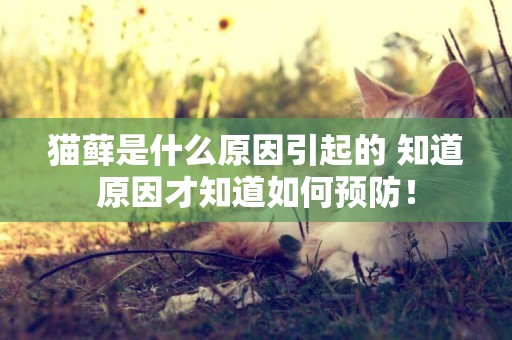 貓蘚是什么原因引起的 知道原因才知道如何預防！