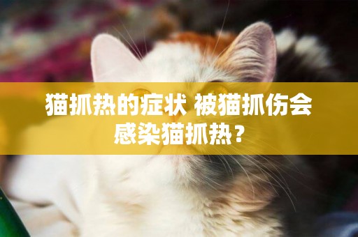 貓抓熱的癥狀 被貓抓傷會感染貓抓熱？