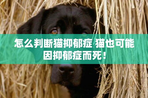怎么判斷貓抑郁癥 貓也可能因抑郁癥而死！
