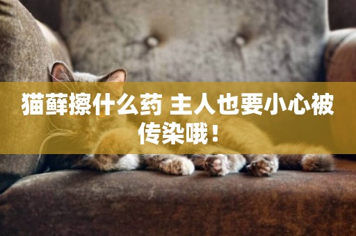 貓蘚擦什么藥 主人也要小心被傳染哦！