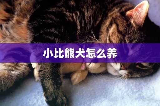 小比熊犬怎么養