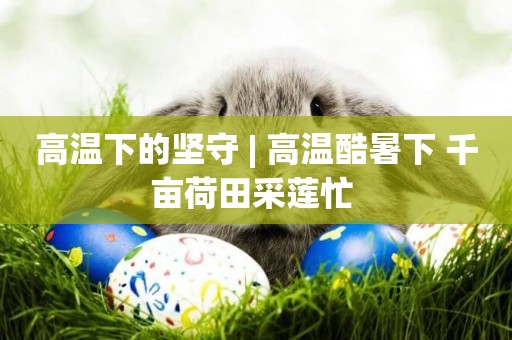 高溫下的堅守 | 高溫酷暑下 千畝荷田采蓮忙 
