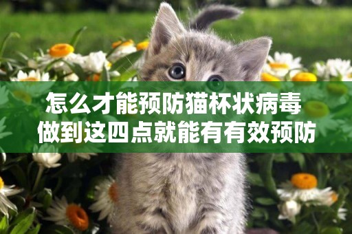 怎么才能預防貓杯狀病毒 做到這四點就能有有效預防