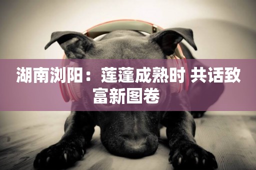 湖南瀏陽：蓮蓬成熟時 共話致富新圖卷 