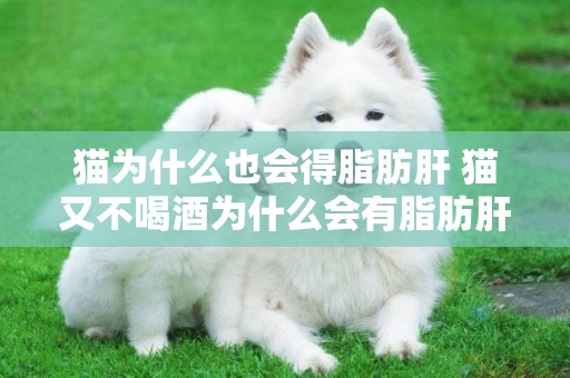 貓為什么也會得脂肪肝 貓又不喝酒為什么會有脂肪肝 貓為什么也會得脂肪肝 貓又不喝酒為什么會有脂肪肝