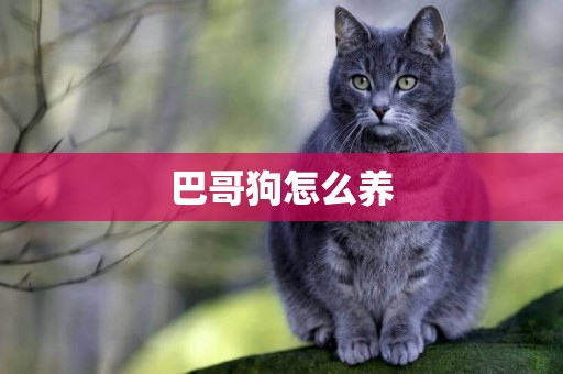 巴哥狗怎么養
