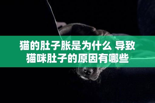 貓的肚子脹是為什么 導致貓咪肚子的原因有哪些