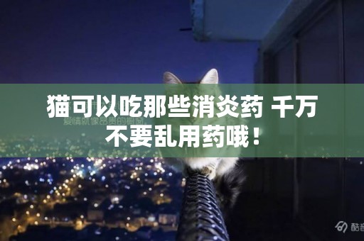 貓可以吃那些消炎藥 千萬不要亂用藥哦！