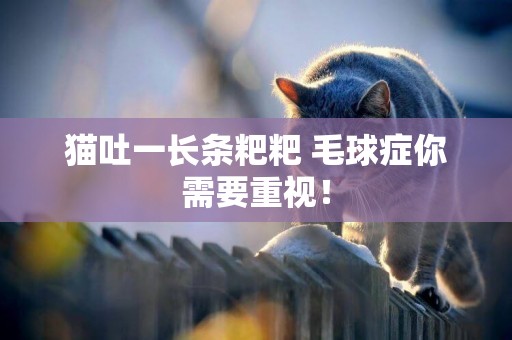 貓吐一長條粑粑 毛球癥你需要重視！