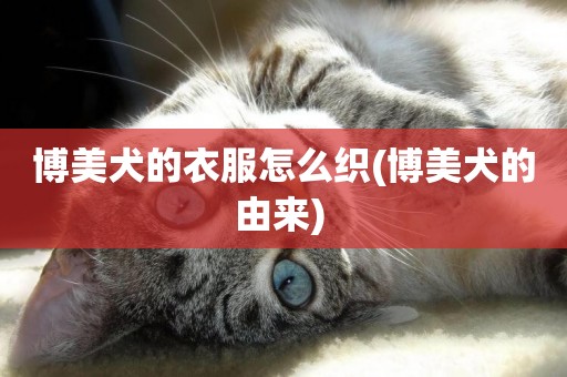 博美犬的衣服怎么織(博美犬的由來) 