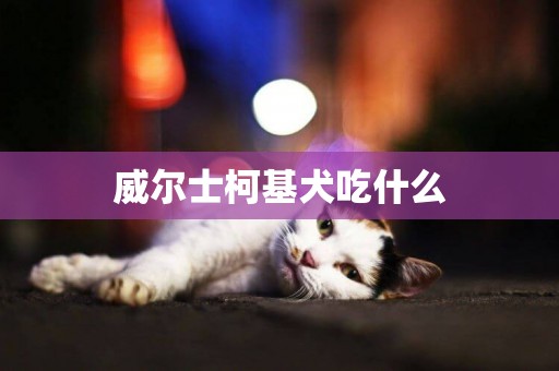 威爾士柯基犬吃什么