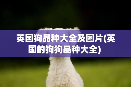 英國狗品種大全及圖片(英國的狗狗品種大全) 