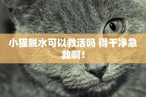 小貓脫水可以救活嗎 得干凈急救啊！