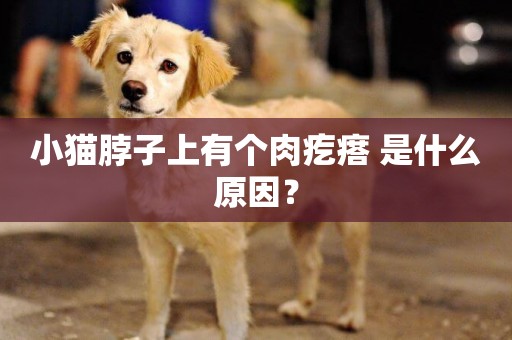 小貓脖子上有個肉疙瘩 是什么原因？