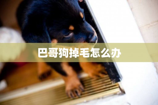 巴哥狗掉毛怎么辦