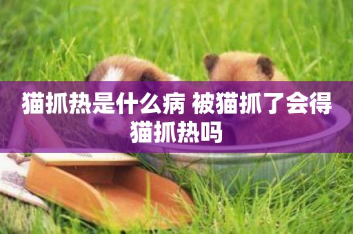 貓抓熱是什么病 被貓抓了會得貓抓熱嗎 貓抓熱是什么病 被貓抓了會得貓抓熱嗎