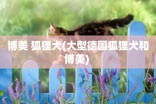 博美 狐貍犬(大型德國狐貍犬和博美) 