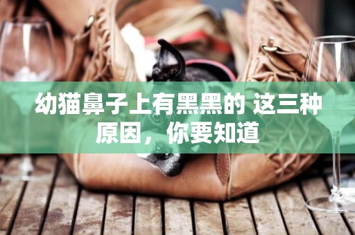 幼貓鼻子上有黑黑的 這三種原因，你要知道