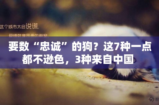 要數“忠誠”的狗？這7種一點都不遜色，3種來自中國 