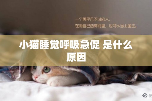 小貓睡覺呼吸急促 是什么原因