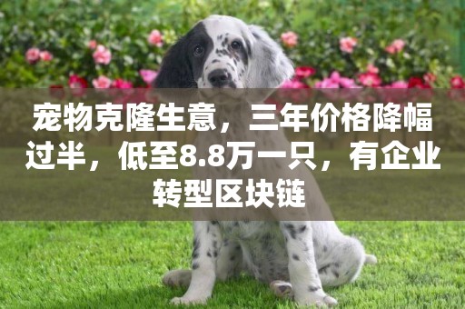 寵物克隆生意，三年價格降幅過半，低至8.8萬一只，有企業轉型區塊鏈 