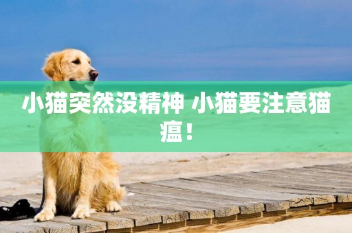 小貓突然沒精神 小貓要注意貓瘟！