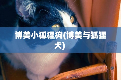 博美小狐貍狗(博美與狐貍犬) 