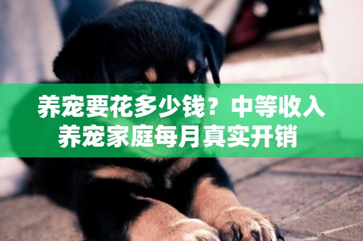 養寵要花多少錢？中等收入養寵家庭每月真實開銷 